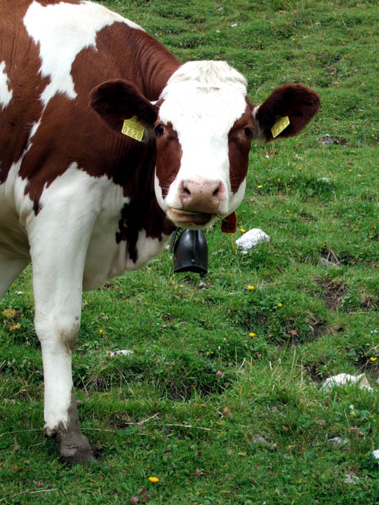 0690_bs_be_gantrisch