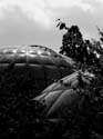 0584sw_bs_zh_botanischer_garten