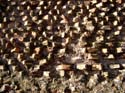 088rom_colosseo